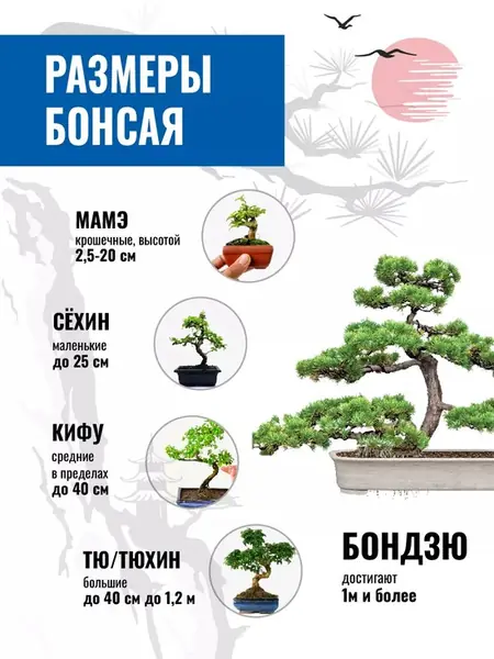 Бонсай сосна