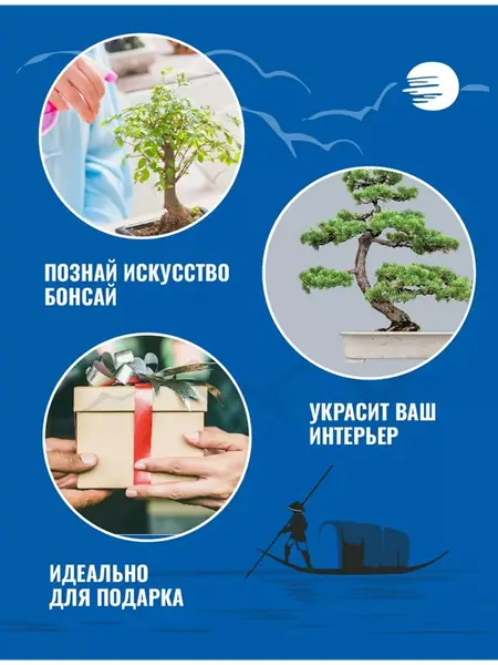 Бонсай сосна