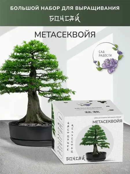 Бонсай