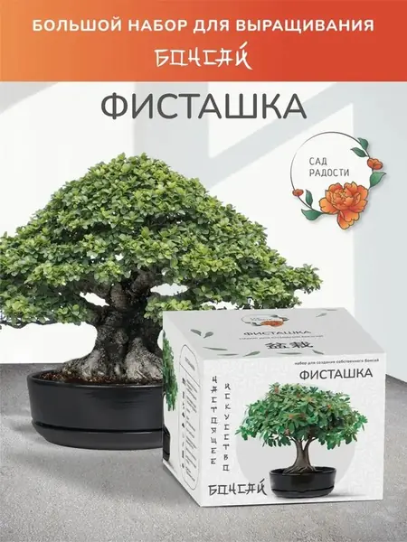 Бонсай