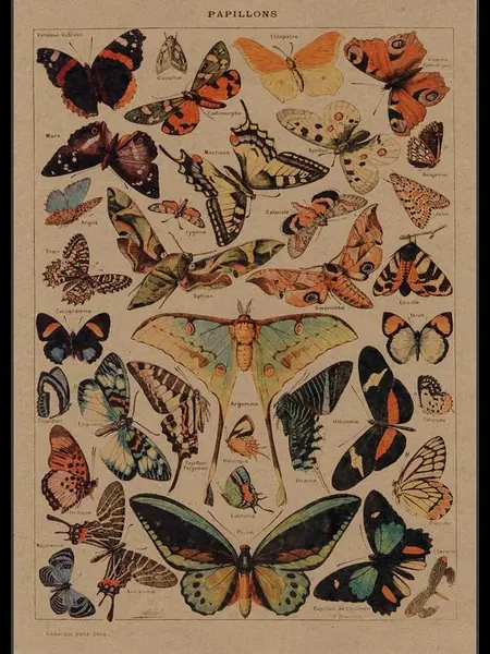 Постер «Бабочки»