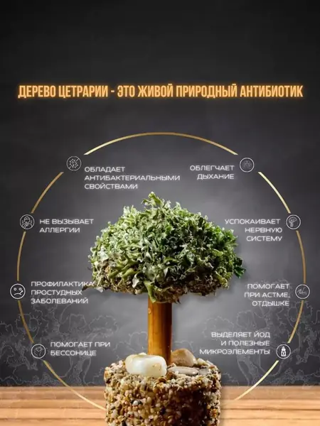 Декоративное дерево из цетрарии