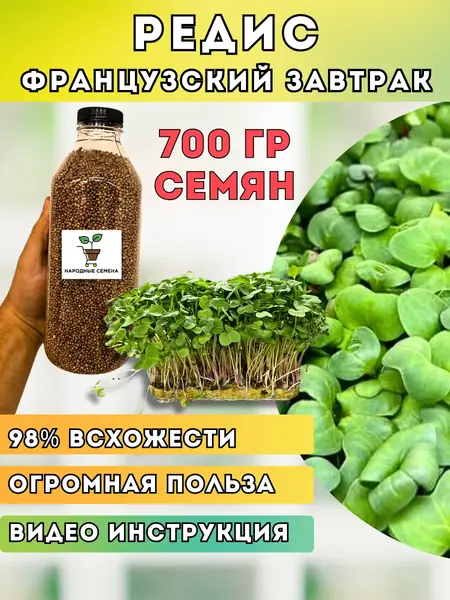 Редис зеленый