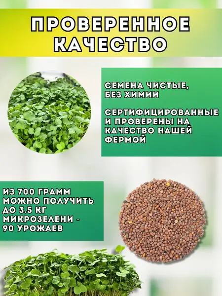 Редис зеленый