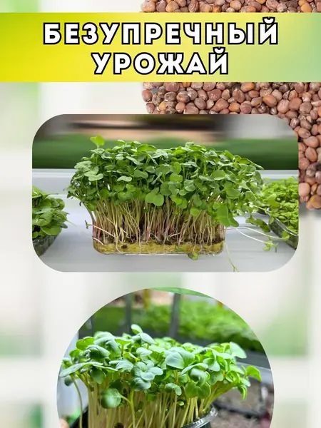 Редис зеленый