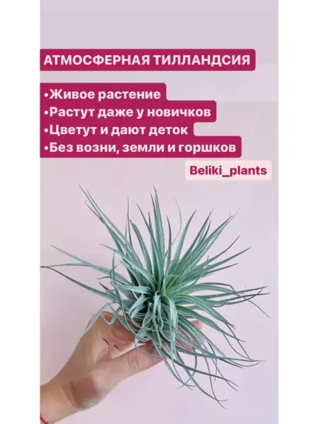 Тилландсия