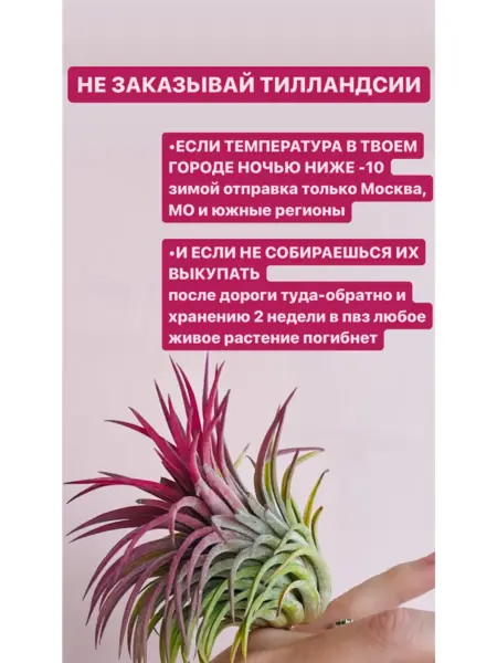 Тилландсия