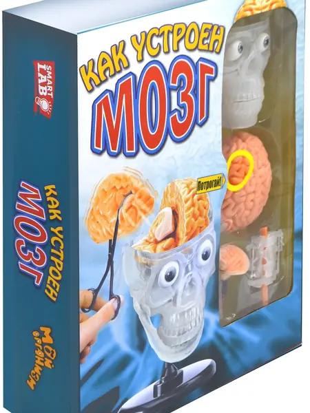 Мозг