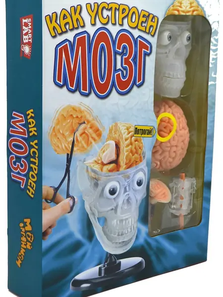 Мозг