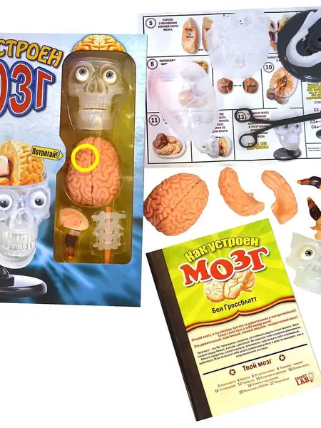 Мозг