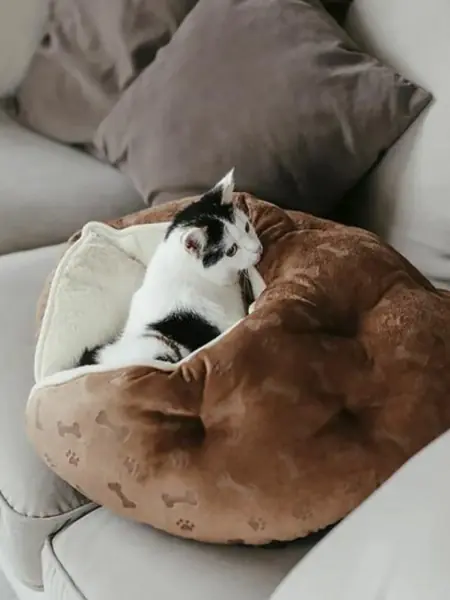 Лежанка для кошек, собак, сфинксов «Не Один Дома» Релакс пуфик.