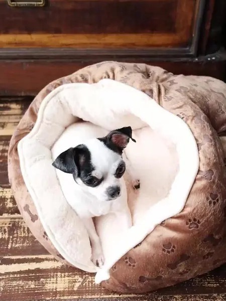 Лежанка для кошек, собак, сфинксов «Не Один Дома» Релакс пуфик.