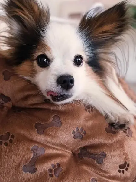 Лежанка для кошек, собак, сфинксов «Не Один Дома» Релакс пуфик.