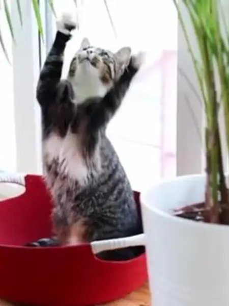 Лежанка для кошек, собак, сфинксов