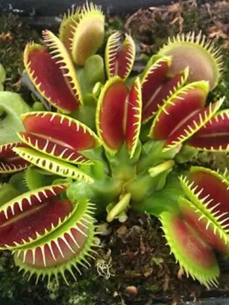 Семена Венерина мухоловка