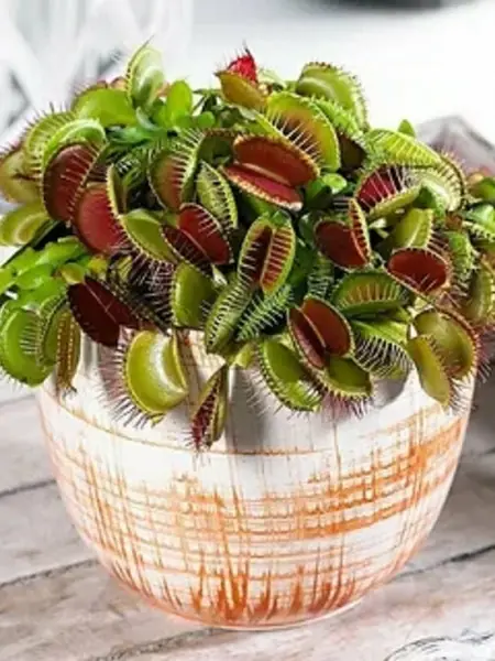 Семена Венерина мухоловка