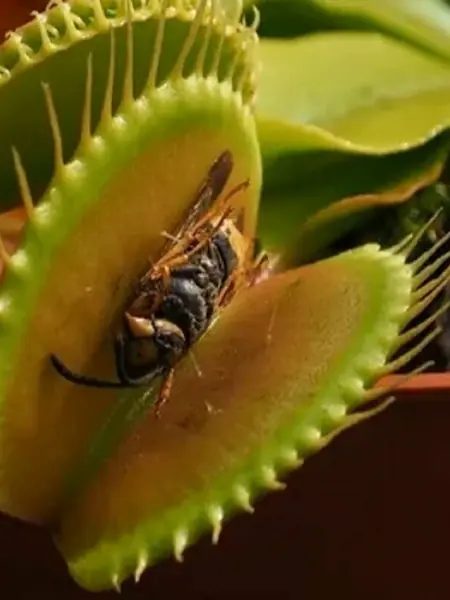 Семена Венерина мухоловка