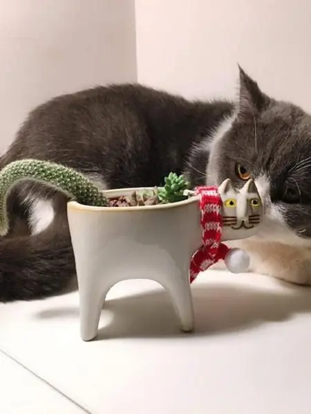 Горшок для цветов, кактусов и суккулентов «Кот Белый»