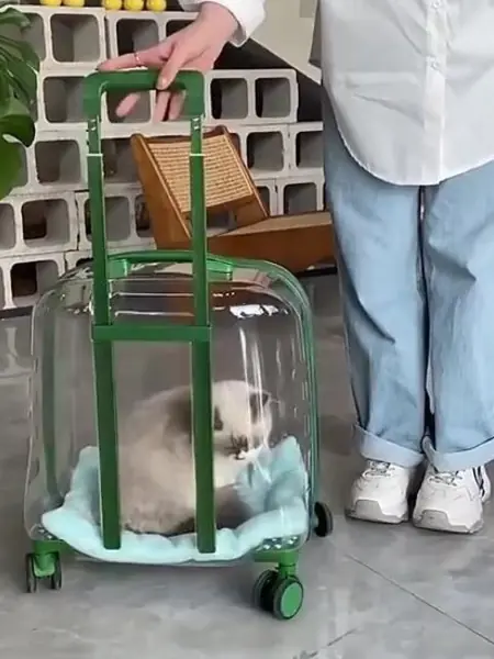 Рюкзак для питомца