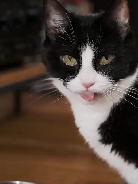 Кормушка Kitfort