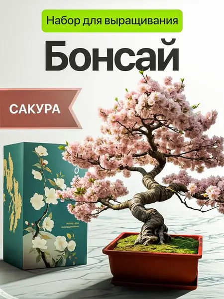 Набор для выращивания бонсай сакура