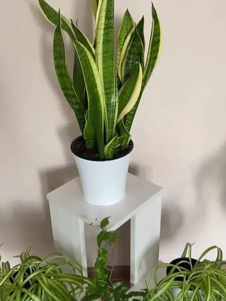 Подставка для цветов и растений напольная угловая