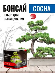 Бонсай сосна