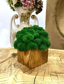 Кашпо со мхом