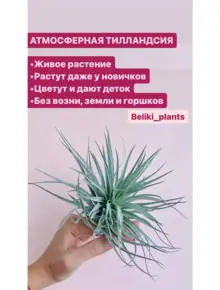 Тилландсия