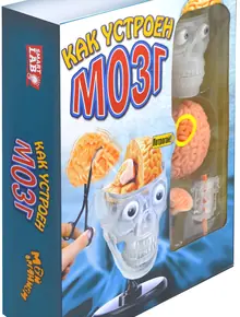 Мозг