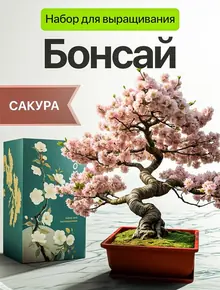 Набор для выращивания бонсай сакура